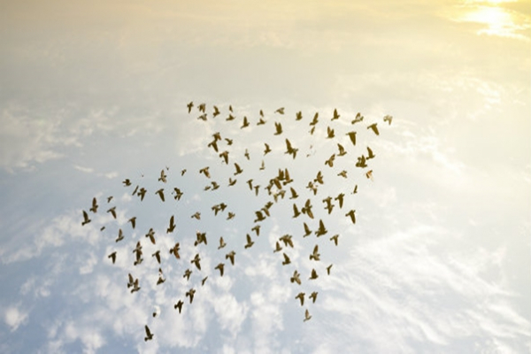 Cognitive Dominance and Leader-Follower Exchange Dynamics